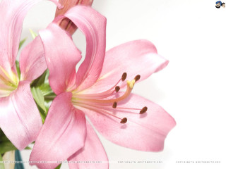 Pink flower white background blue 2 - a blue vase free wallpaper