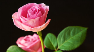 Pink rose green leaves black - a pink rose free wallpaper