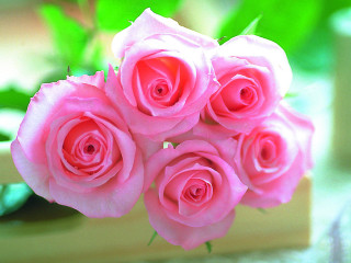 Pink roses chocolates planter table - pink rose free wallpaper