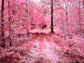 Pink woods dirt road cherry - a dirt road free wallpaper