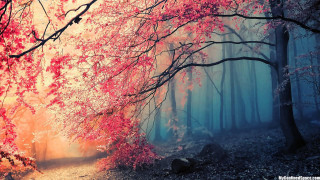 Foggy forest autumn leaves matte - a foggy sky in the background free wallpaper