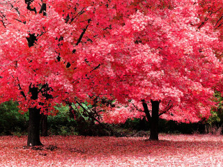 Red tree autumn leaves bench 2 - a bench under free wallpaper