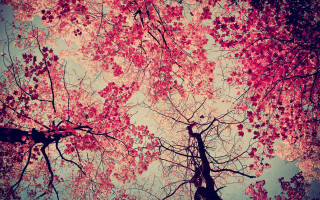 Red leaves tree sky clouds - a blue sky in the foreground free wallpaper