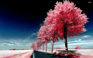 Road trees sky clouds blue - a road free wallpaper