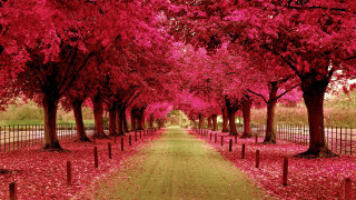 Pathway trees red leaves fence - a pathway free wallpaper