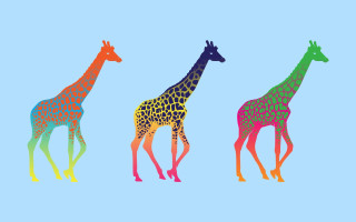 Three giraffes standing blue background - surreal free wallpaper