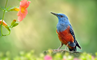 Colorful bird branch flowers blurry - the background and a blurry background behind free wallpaper