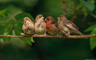 Three birds branch leaves background - three bird free wallpaper