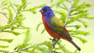 Colorful bird perched tree branch 5 - upper body free wallpaper
