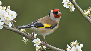 Bird perched branch white flowers 3 - white flower free wallpaper