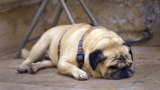 Small dog sleeping ground chair - a small dog free wallpaper