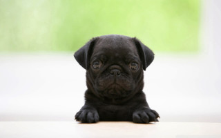 Black puppy sitting table sad - tachisme free wallpaper