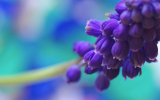 Purple flower macro blurry background 8 - a purple flower free wallpaper