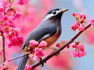 Bird branch pink cherry blossoms - a blue sky in the background free wallpaper for desktop