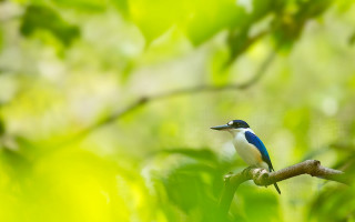 Bird branch tree green leaves - bird free wallpaper