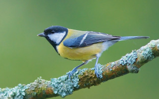 Small bird perched branch moss - clovis trouille free wallpaper