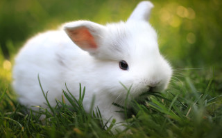 White rabbit sitting grass eyes - ear free wallpaper