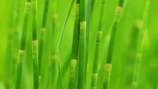 Green plant grass blurry macro - thin free wallpaper