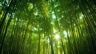 Bamboo forest sunlight green leaves - a bamboo forest free wallpaper