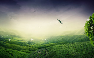 Bird hillscape clouds nature matte - lush free wallpaper