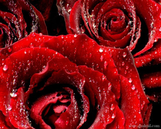 Red rose water droplets black 4 - water droplet free wallpaper