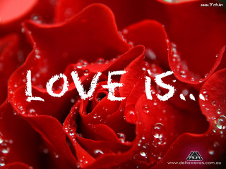 Red rose water droplets love - a red rose free wallpaper
