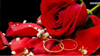 Wedding rings red rose bouquet - top free wallpaper for desktop
