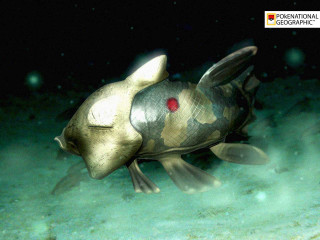 Camouflage fish night swimming water - a camouflage pattern free wallpaper