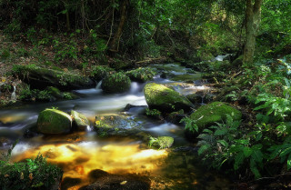 Stream lush forest trees rocks - the rock free wallpaper