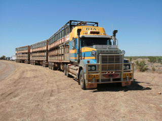 Large truck hauling cattle dirt - a dirt road in the desert free wallpaper
