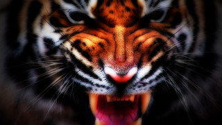 Tiger closeup mouth open teeth - angry free wallpaper