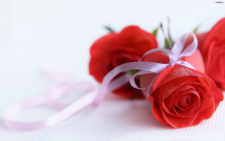 Three red roses pink ribbon 2 - the end free wallpaper