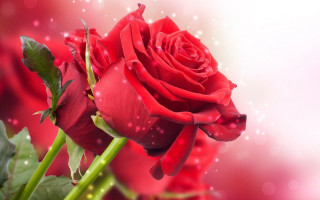 Red rose white background bubbles 2 - a blurry effect free wallpaper