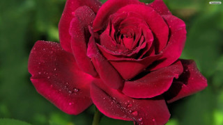 Red rose water droplets petals 5 - anne dunn free wallpaper