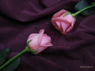 Two pink roses purple cloth - green stem and leaves free wallpaper