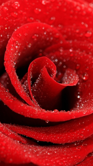 Red rose water droplets macro 72 - romanticism free wallpaper