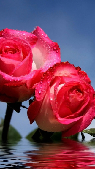 Pink roses water droplets pond - rose free wallpaper