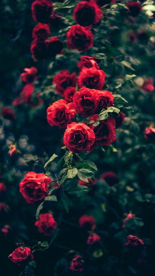 Red roses garden blurry neo - elsa bleda free wallpaper