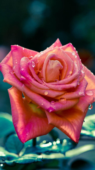 Pink rose water droplets petals - water droplet free wallpaper