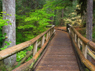 Wooden bridge forest dog looking - forest free wallpaper