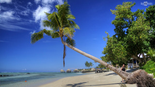 Palm tree beach people walking - leaning free wallpaper