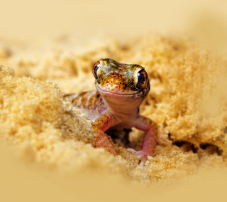 Small lizard desert macro autumn - animal photography free wallpaper