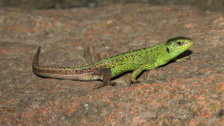 Lizard sitting rock looking around - male free wallpaper
