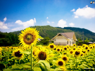 Sunflower field house blue sky - a house in the background free wallpaper