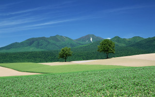 Field trees mountains blue sky - murata range free wallpaper