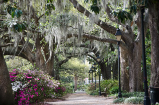 Tree lined street lamppost flowers - the side of it free wallpaper