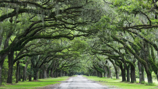 Road lined with trees spanish - a matte painting free wallpaper