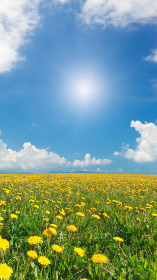 Yellow flower field bright sun - under a blue sky free wallpaper
