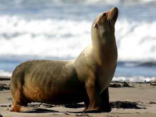 Seal beach ocean waves shore - a photo free wallpaper