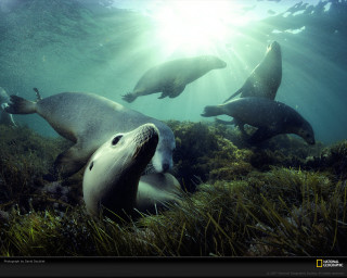 Sea lions swimming ocean sunlight - a screenshot free wallpaper